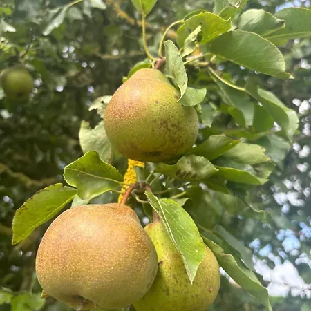 Campeggio Pear Tree Hut At Carr House Farm
